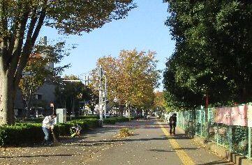 落ち葉はきボランティア